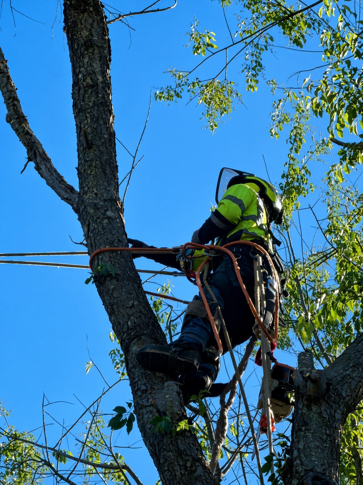 Arborist climbing a tree to trim it in Warrenton VA