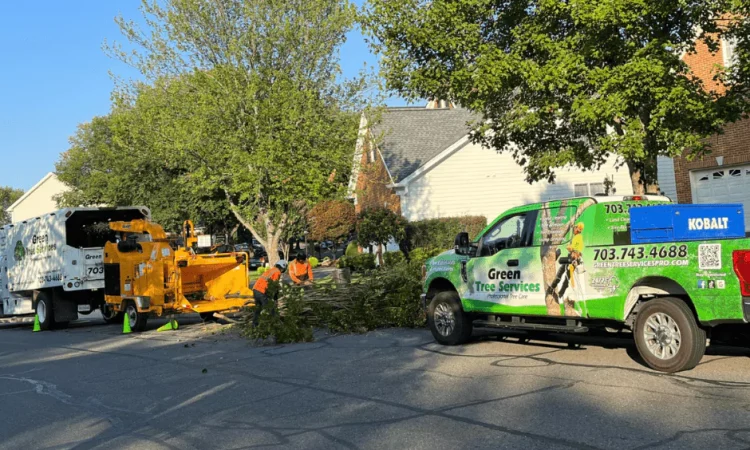 professional Tree Removal